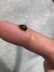 Coccinella monticola