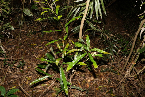 Image of Floydia praealta by (c) Greg Tasney, some rights reserved (CC BY-SA)