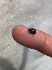 Coccinella monticola