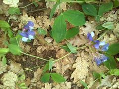 Lathyrus laxiflorus