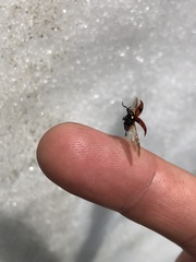 Coccinella monticola