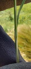 Austrostipa nitida