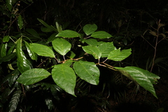 Clerodendrum floribundum