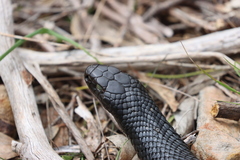 Pseudechis porphyriacus