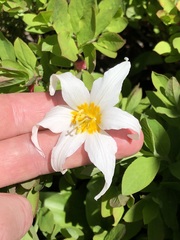 Erythronium montanum