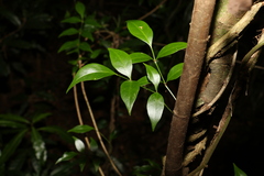 Pandorea jasminoides