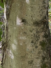 Acer floridanum