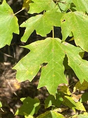 Acer floridanum