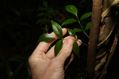 Pandorea jasminoides