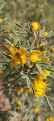 Senna artemisioides