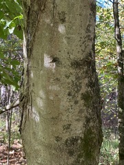Acer floridanum