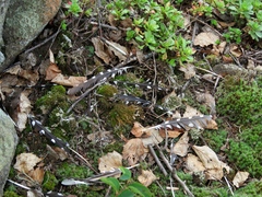 Dendrocopos major