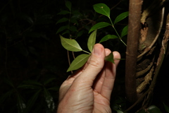 Pandorea jasminoides