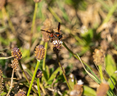 Pachodynerus erynnis