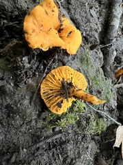 Cantharellus minor