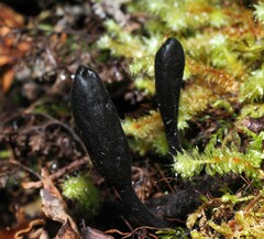 Trichoglossum