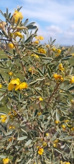 Senna artemisioides