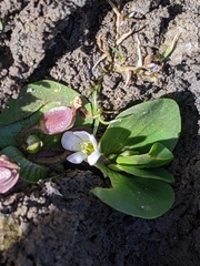 Bacopa rotundifolia