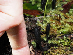 Trichoglossum