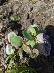 Bacopa rotundifolia