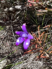 Elythranthera brunonis