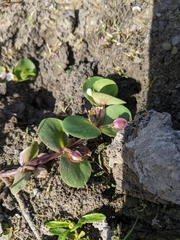 Bacopa rotundifolia