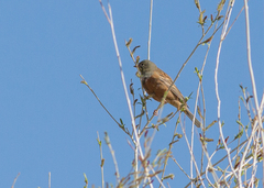 Emberiza hortulana