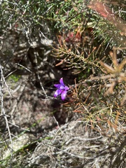 Elythranthera brunonis