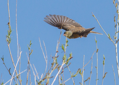 Emberiza hortulana