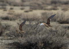 Syrrhaptes paradoxus