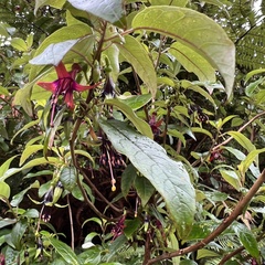 Fuchsia excorticata