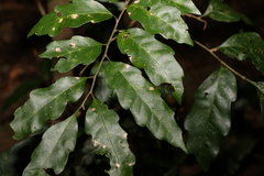 Cupaniopsis flagelliformis