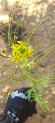 Brassica napus