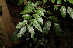 Cupaniopsis flagelliformis