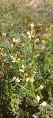 Carrichtera annua