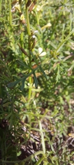 Carrichtera annua