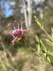 Grevillea sericea