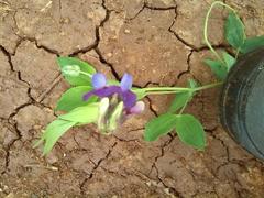 Lathyrus vernus