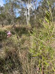 Grevillea sericea