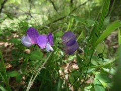 Lathyrus vernus