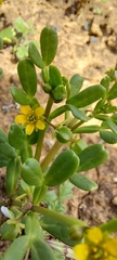 Medicago truncatula