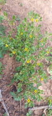 Medicago truncatula