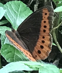 Oxeoschistus simplex