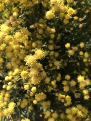 Acamptopappus sphaerocephalus