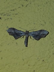 Geometroidea