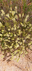 Erica flavicoma