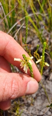 Erica flavicoma