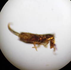 Lepidocyrtus cyaneus