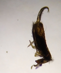 Lepidocyrtus cyaneus