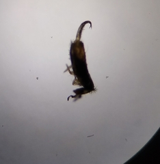 Lepidocyrtus cyaneus